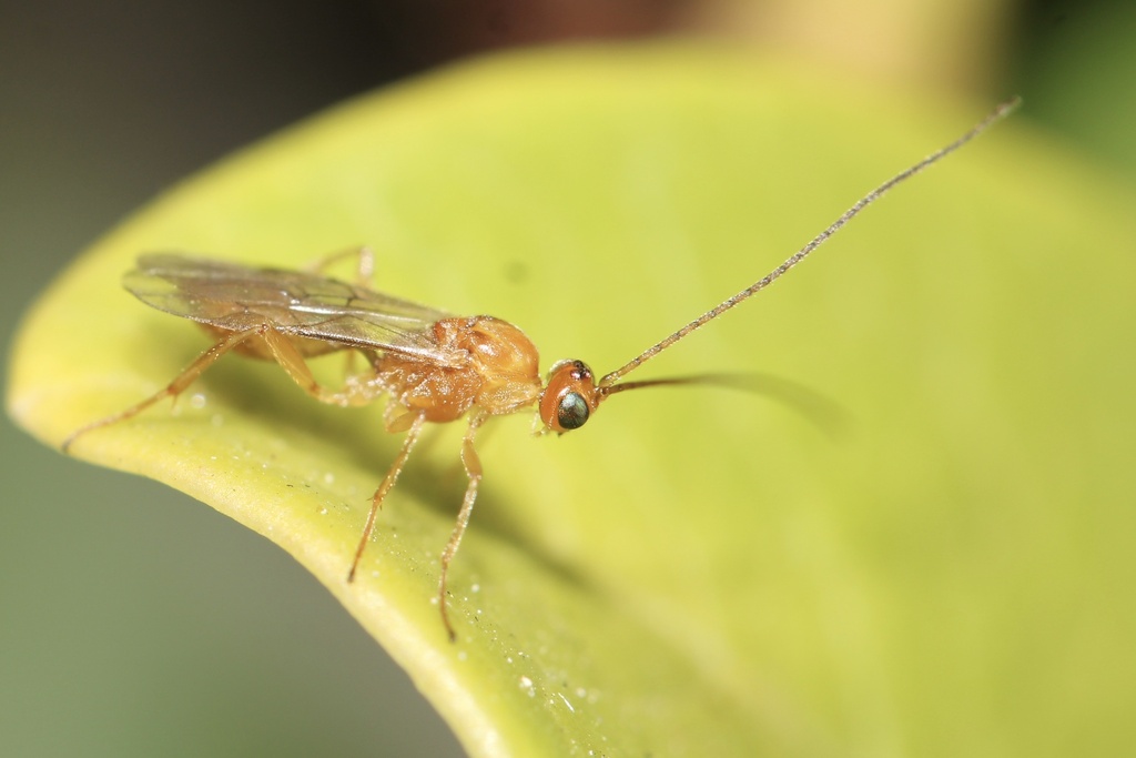 Basket-cocoon parasitoid in May 2023 by hsug1747 · iNaturalist