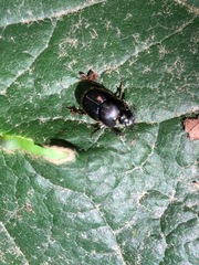Coleoptera