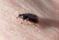 Aphodius