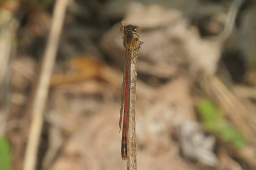 Eastern Red Damsel photo 6