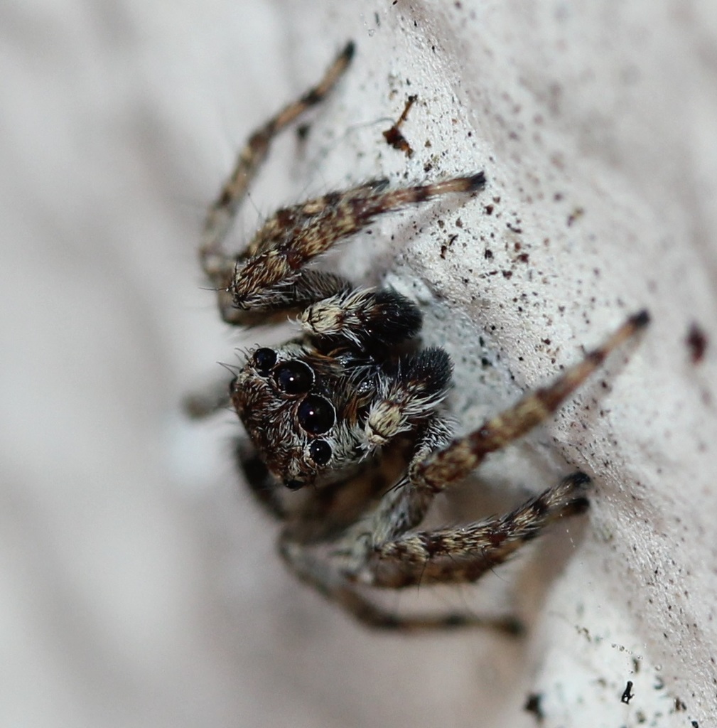 Mexigonus minutus