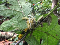 Lepidoptera