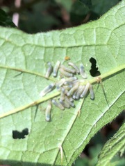 Insecta
