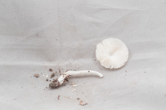 Lepiota rubrotincta
