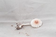 Lepiota rubrotincta