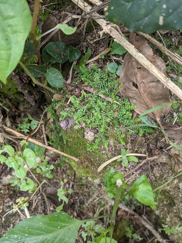 Selaginella nipponica iNat (3)