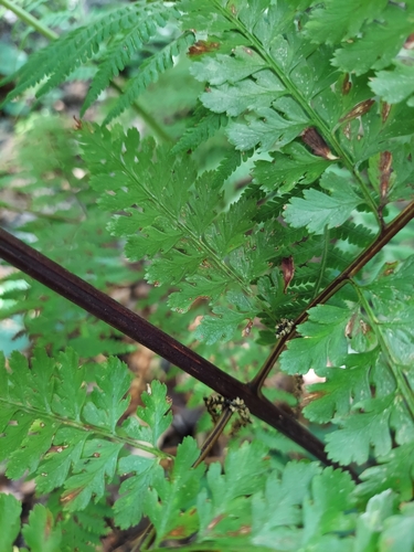 Image of Cuplet Fern (Dennstaedtia bipinnata) by (c) Athena Philips, some rights reserved (CC BY)