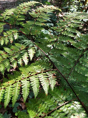 Image of Dennstaedtia bipinnata by (c) Athena Philips, some rights reserved (CC BY)