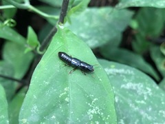 Insecta