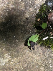 Lepidoptera