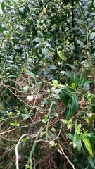 Prinsepia scandens