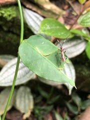 Insecta