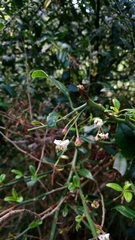 Prinsepia scandens