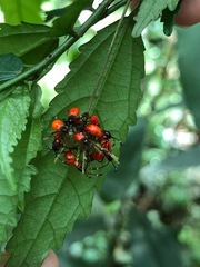 Hemiptera