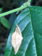 Lepidoptera