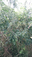 Prinsepia scandens