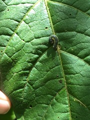 Insecta