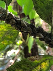Membracidae