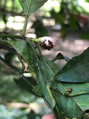 Insecta