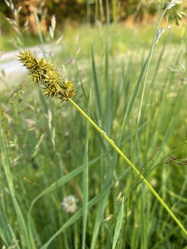 Carex gravida iNat (2)