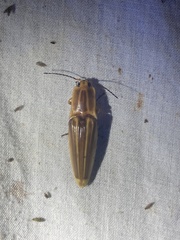 Semiotus ligneus image