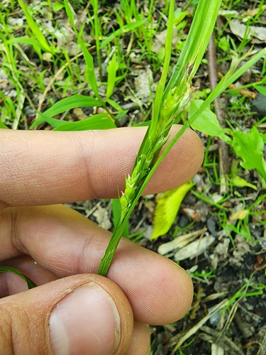 Image of Carex conoidea by (c) Étienne Léveillé-Bourret, some rights reserved (CC BY)