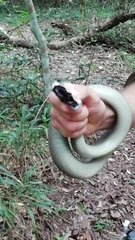 Dendroaspis polylepis