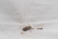Cordyceps tenuipes image