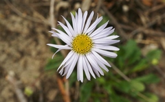 Brachyscome spathulata