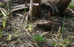 Brachyscome spathulata