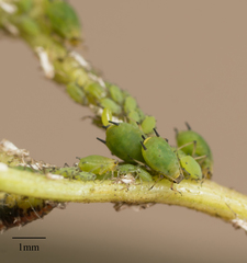 Aphis spiraecola