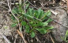 Brachyscome spathulata