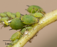 Aphis spiraecola