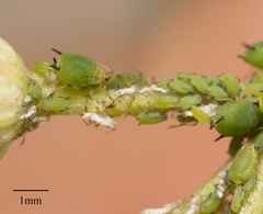 Aphis spiraecola