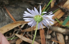 Brachyscome spathulata