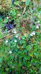 Euphrasia transmorrisonensis