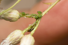Aphis spiraecola