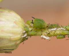 Aphis spiraecola