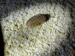 Armadillidium vulgare