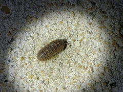 Armadillidium vulgare