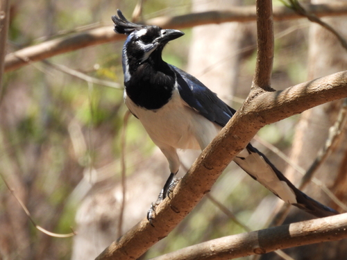 Black-throated Magpie-Jay (Cyanocorax colliei), photo 6
