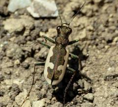 Neocicindela latecincta