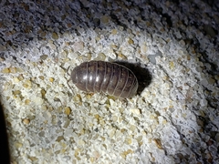 Armadillidium vulgare