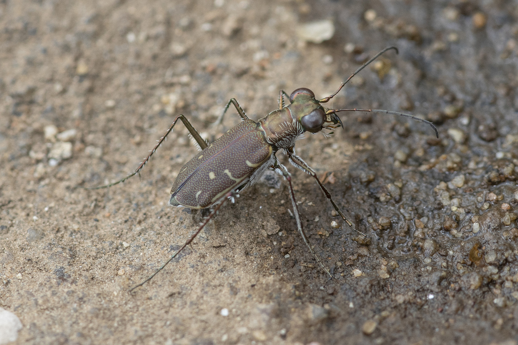 Cylindera minuta