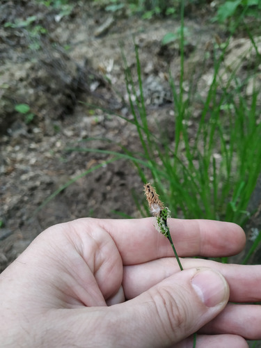 Наблюдение на iNaturalist