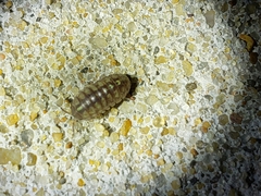 Armadillidium vulgare