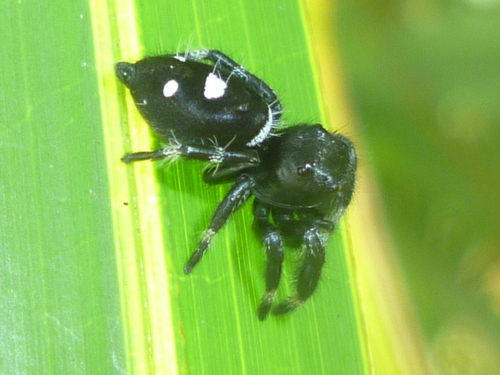 Regal Jumping Spider photo 6