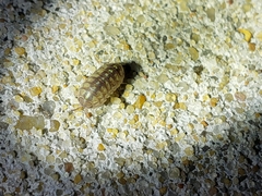 Armadillidium vulgare