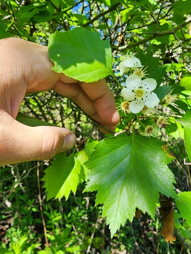 Image of Crataegus flabellata by (c) Étienne Léveillé-Bourret, some rights reserved (CC BY)