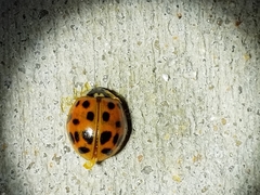 Harmonia axyridis